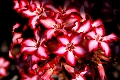 impala lily ou Adenium obesum